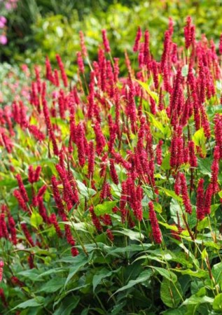 POLYGONUM (PERSICARIA) amplexicaule Black Field 
